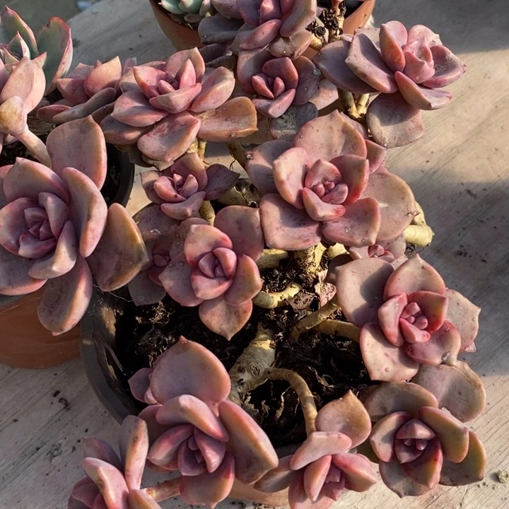 老桩彩虹糖整无砍多肉