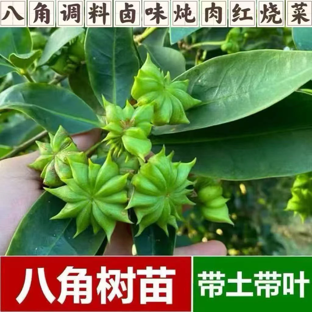 2棵正品八角树苗带土带叶发货