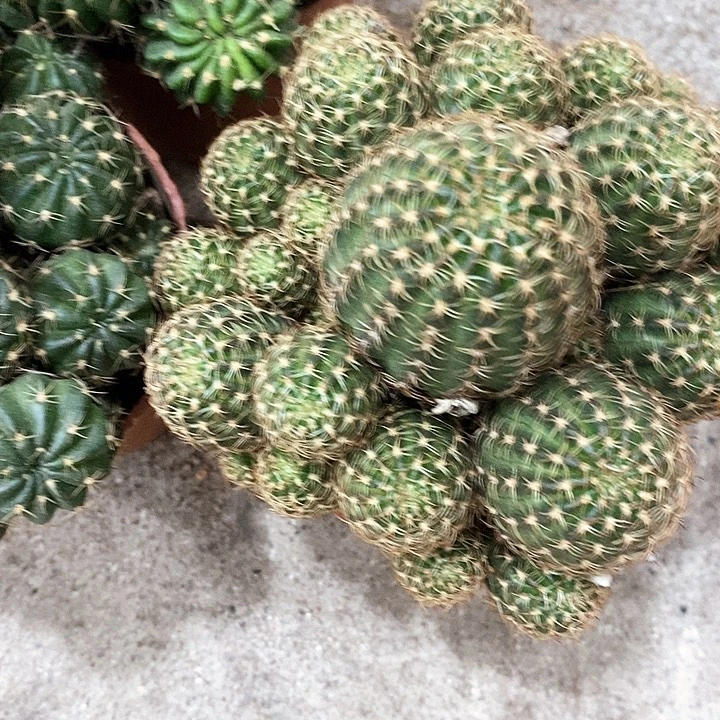 多色丽花，2680000
