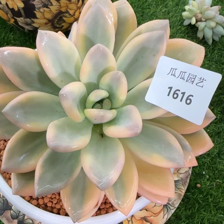 1616奥普锦多肉植物
