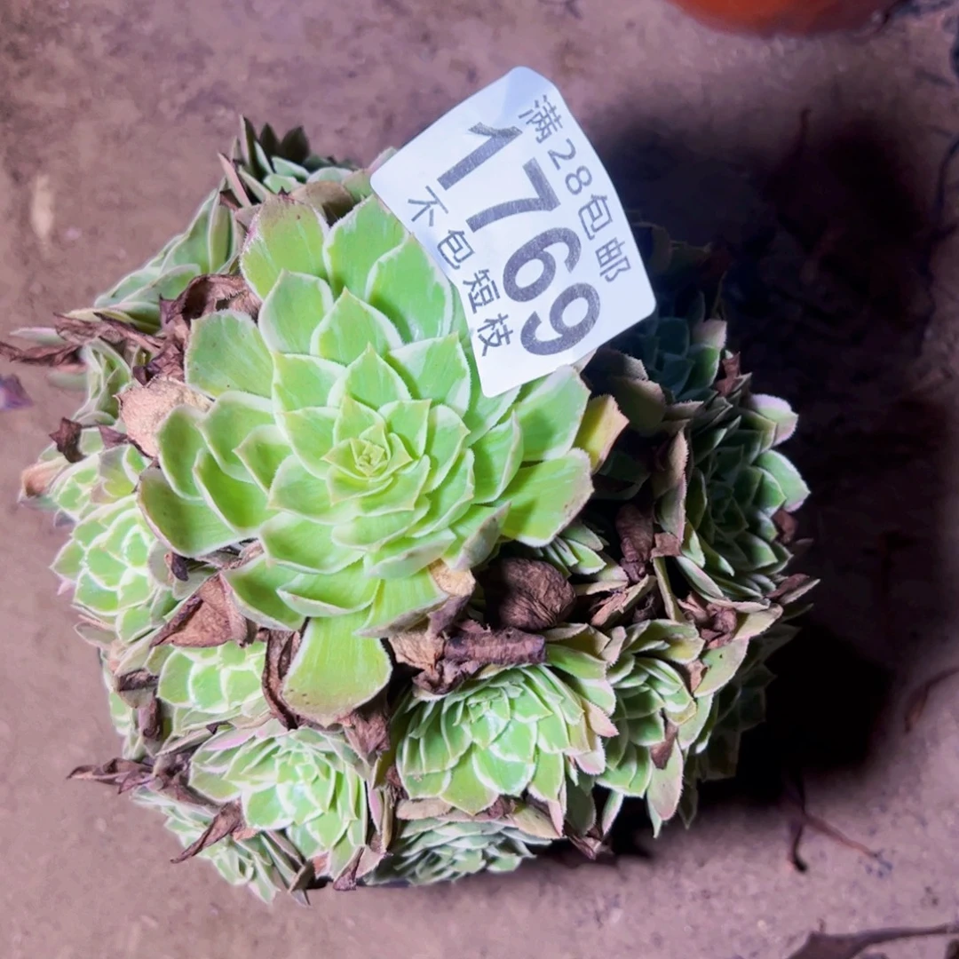 水蜜桃多肉植物法师1769