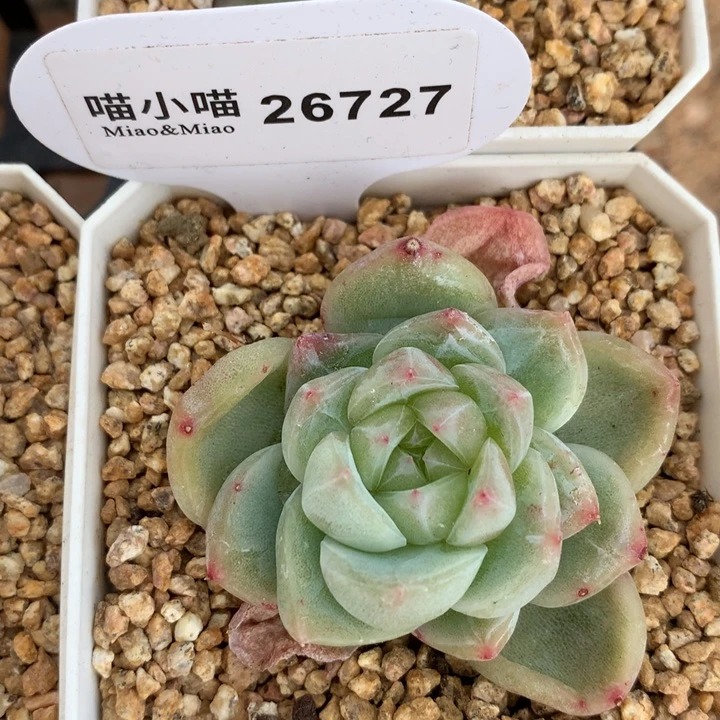 @**@多肉植物糖心珍妮