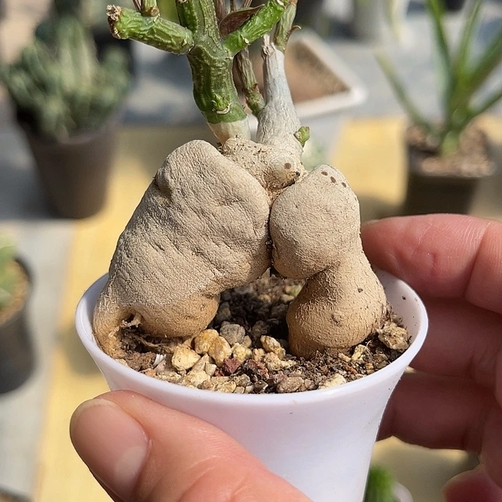 无花朵人参大戟块根