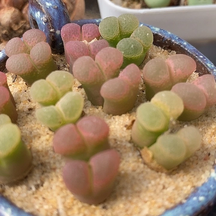 双头粉樱风铃一颗