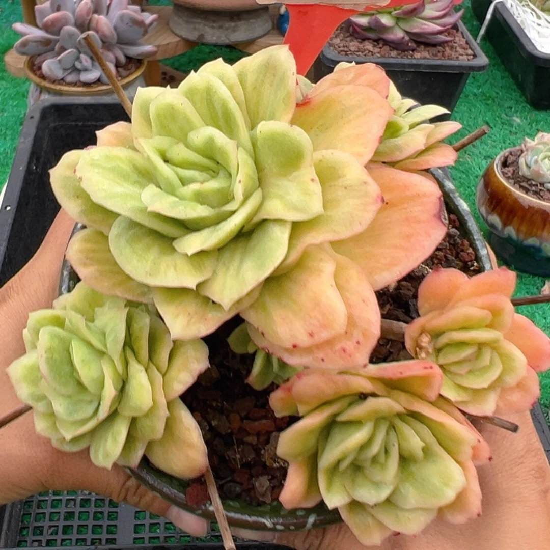 表妹精品多肉植物244.