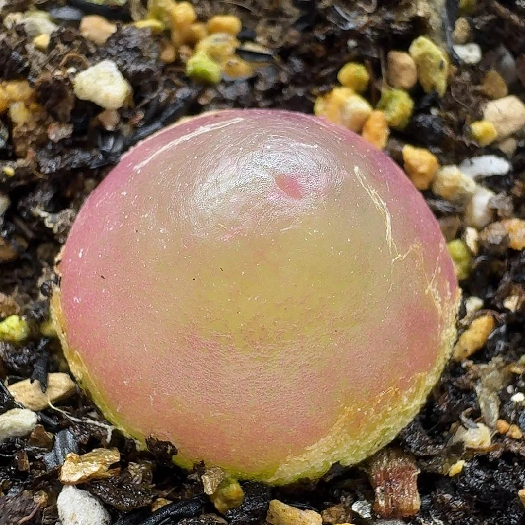 老马生石花灯泡2560