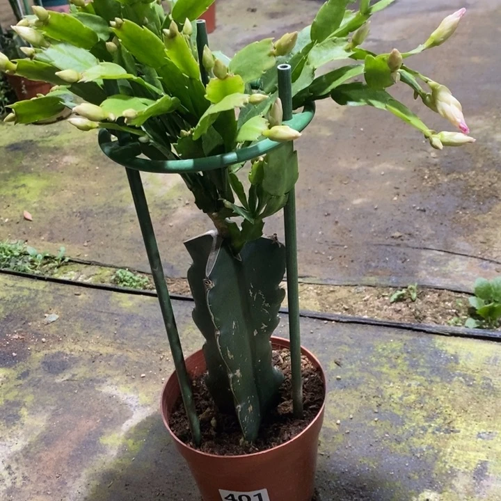 大部分花苞少量开放蒋*401雅思