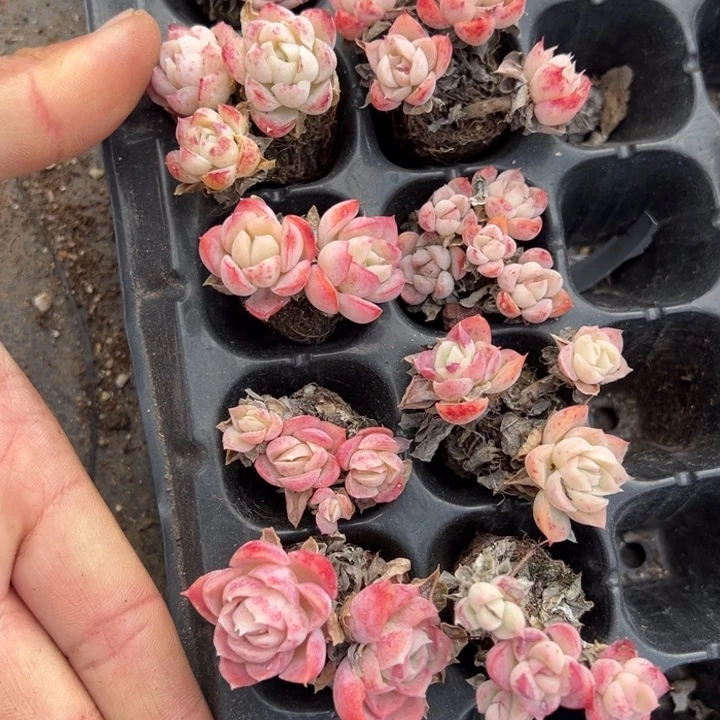 各种月影2-4头3颗量拍多肉满20包邮