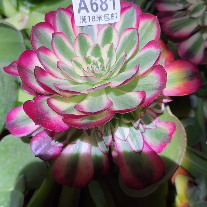 ?*A多肉法师荔枝朵朵