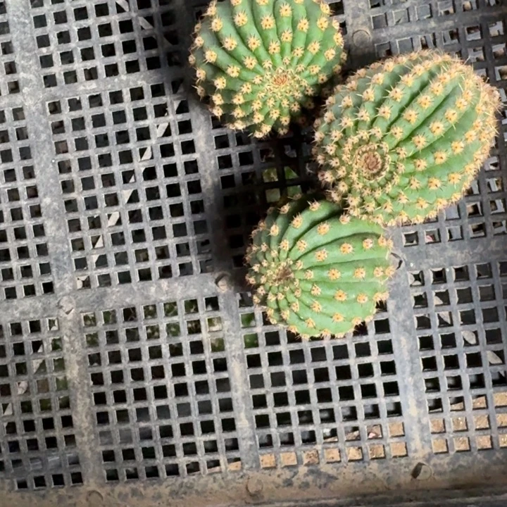 258毛河岸歪4公分左右无根侧牙，20包邮