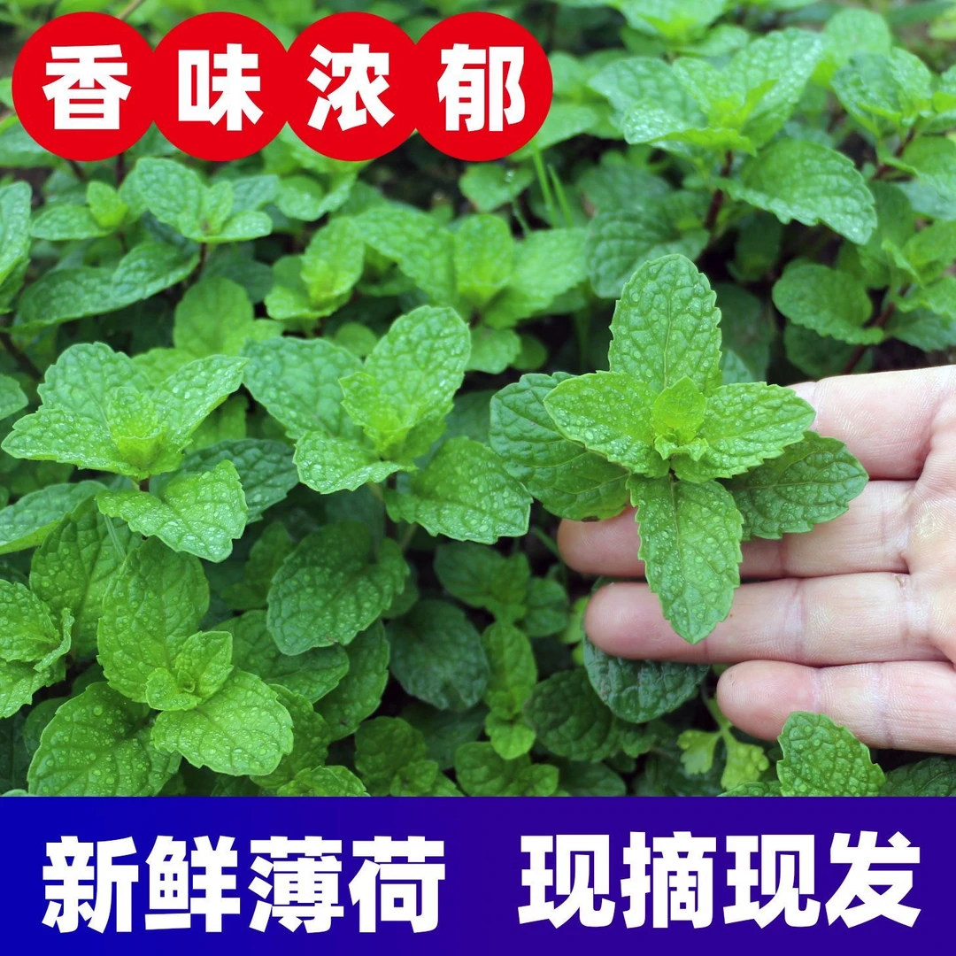 贵州农家种植狗肉香留兰香薄荷荷叶应季新鲜蔬菜鱼香菜火锅蘸吃