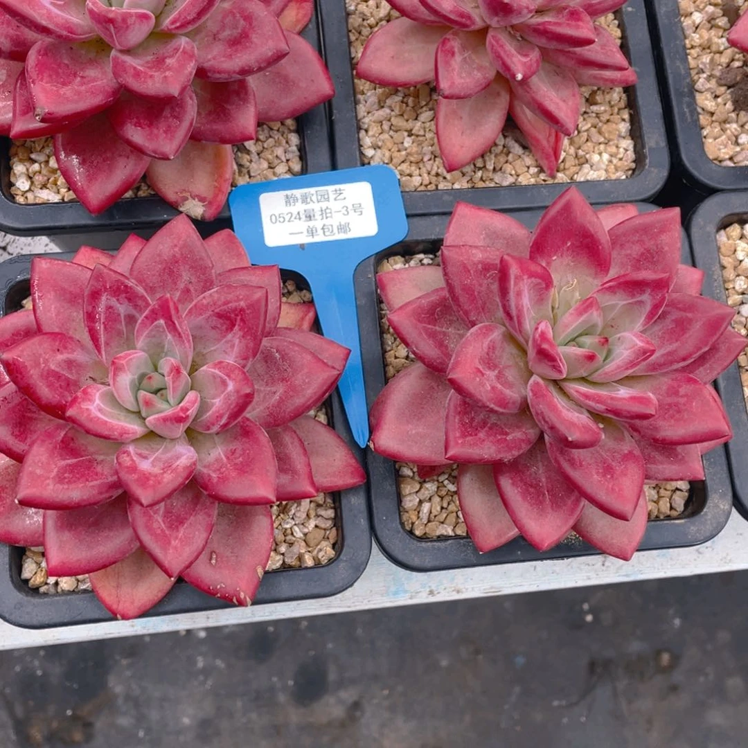 0524-3-全状态赫菲斯托老桩大单头一颗