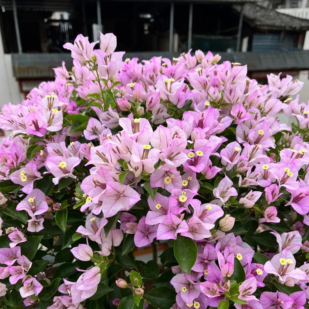 【雪紫】三角梅四季可爬藤可垂丝勤花庭院