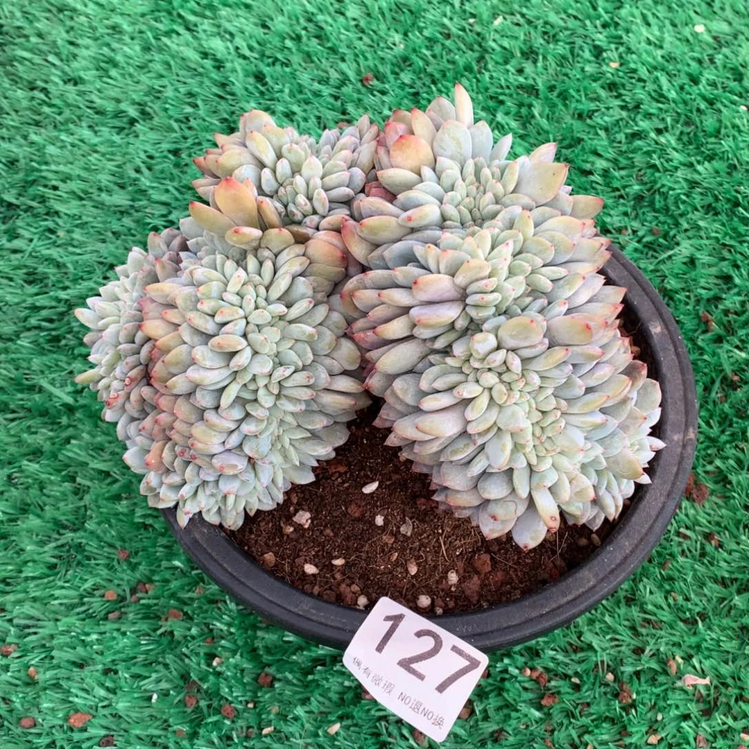 127橙子缀多肉植物