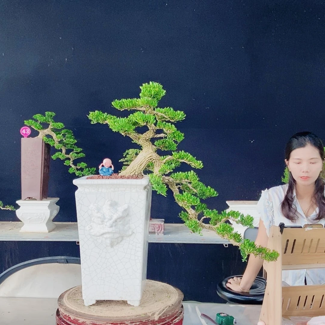 培***行无花朵广东小叶黄杨悬崖