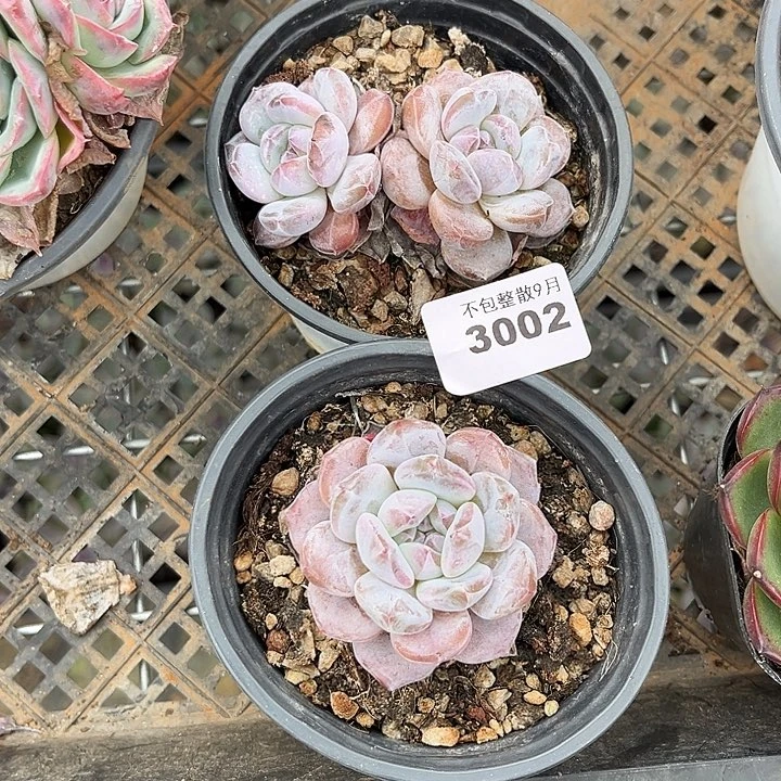 阿雅园艺。         3002