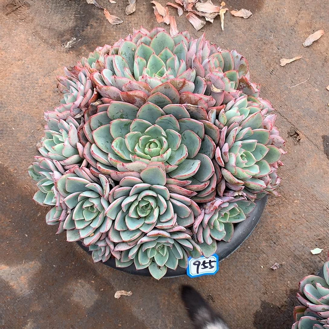 955赫拉 一物一拍多肉
