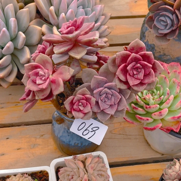 谢谢你的支持000000069