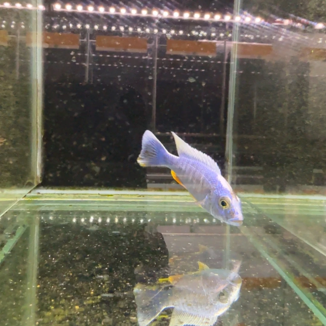 慈鲷355雪兰亚拉。