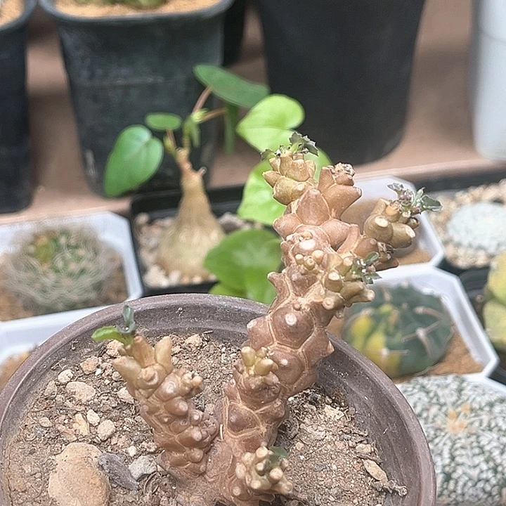 蛮鬼塔厚敦菊母本一颗
