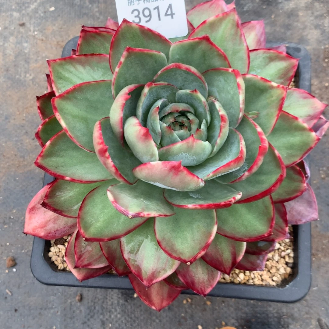 奶***️3914一物一拍20厘米寄养