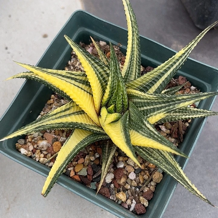 无花朵琉璃殿锦一物一拍