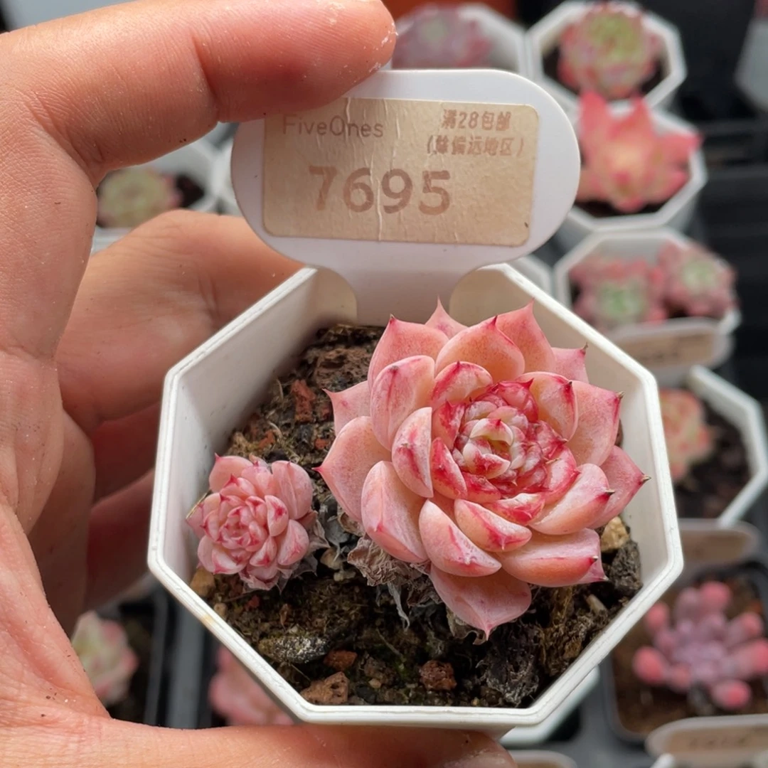 天鹅绒7695-5.5厘米