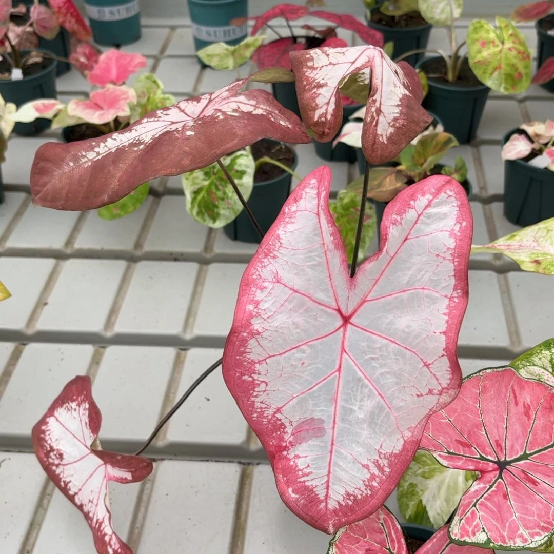 冰沙泰国彩叶芋89-1216