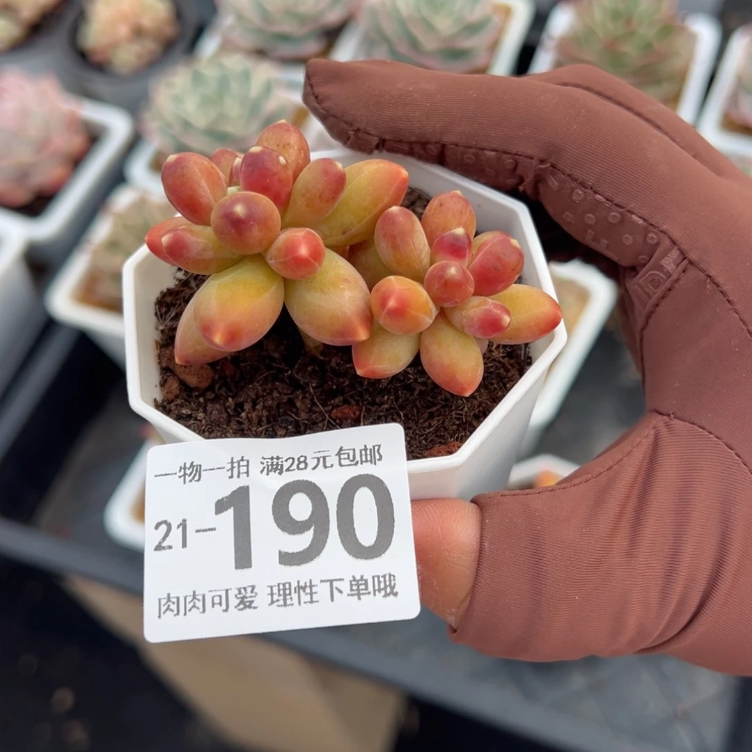 千代田之松多肉多肉多肉多肉多肉