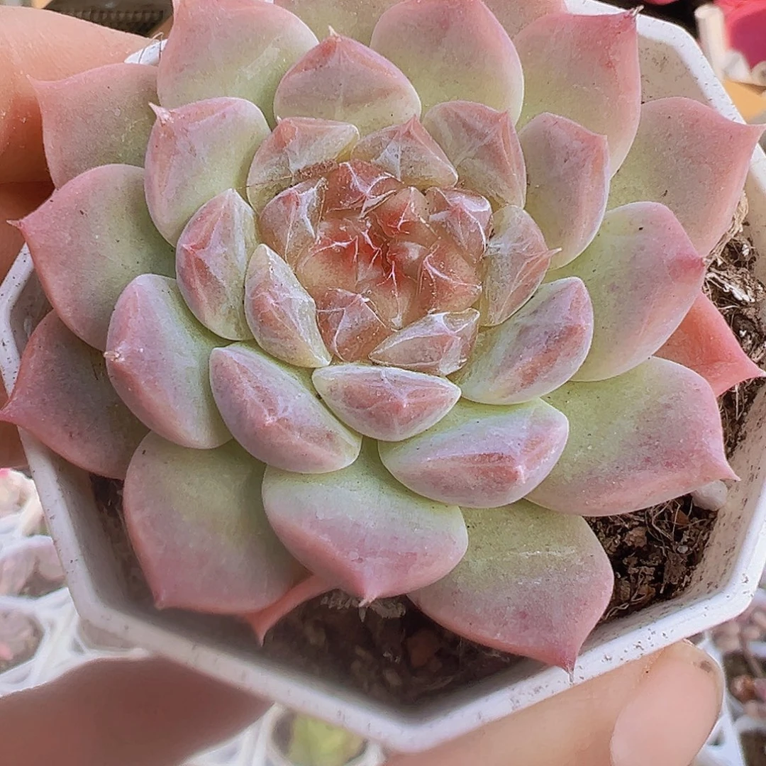 樱花冰魄19包邮多肉