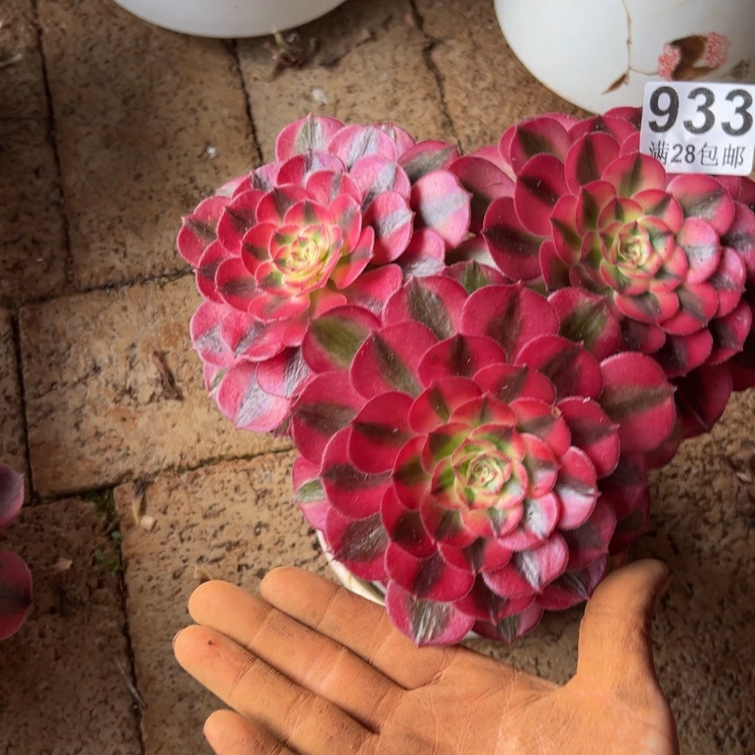 多肉植物933荔枝小的