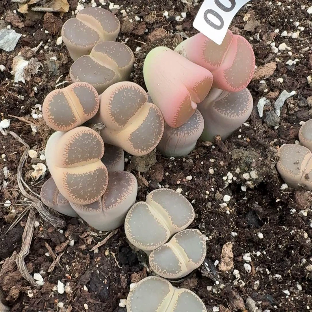 可***燚生石花一物一拍2颗001