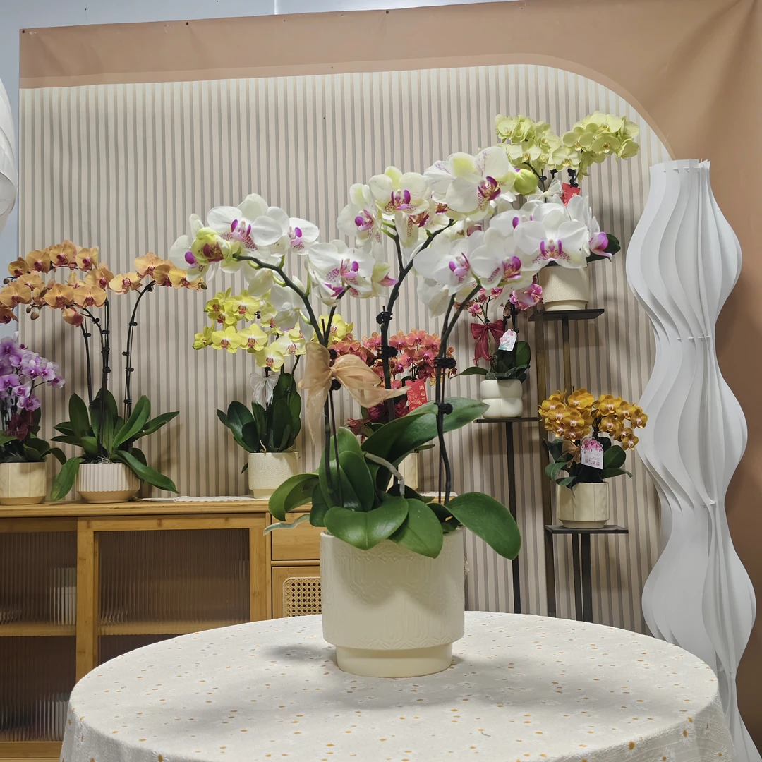 【绿熊】蝴蝶兰 稀有绿色系 室内种植观赏 送礼 源头基地直发