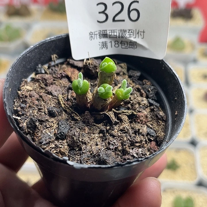 龙***妹家人园艺园艺多肉生石花326