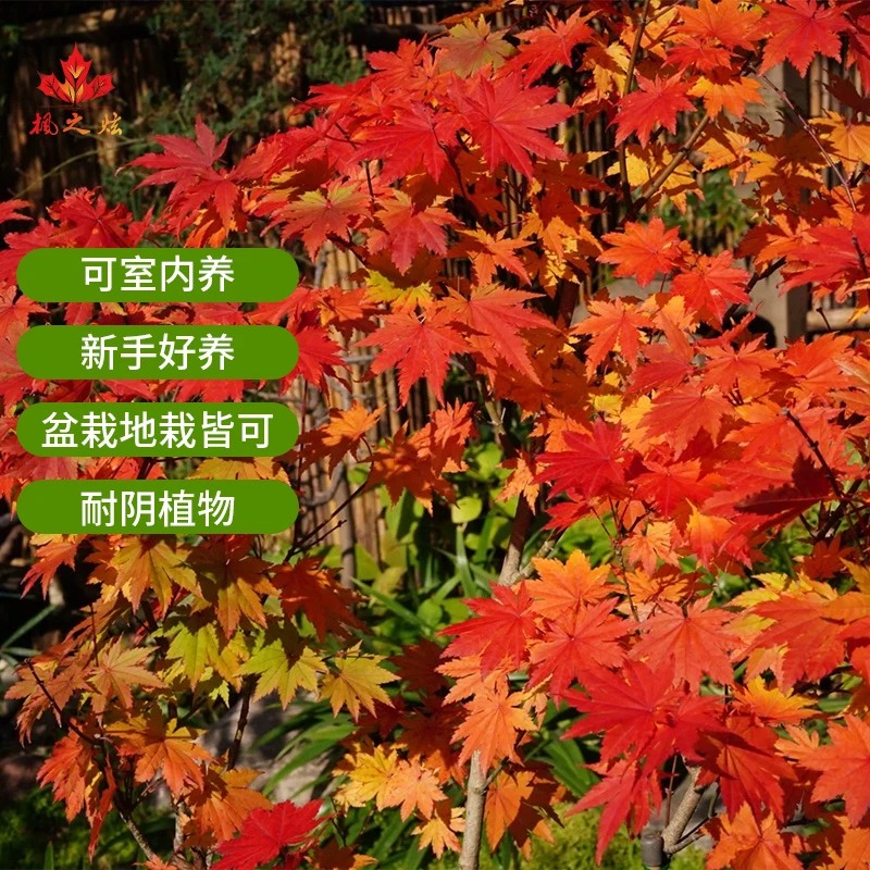 【约旦】枫树室内桌面盆景禅意植物玄关造型书房茶桌新中式