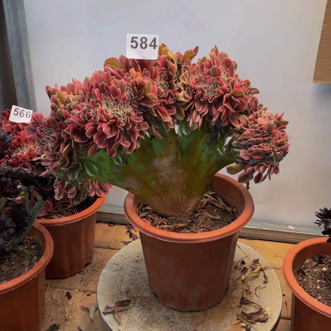 多肉植物粉女巫缀584