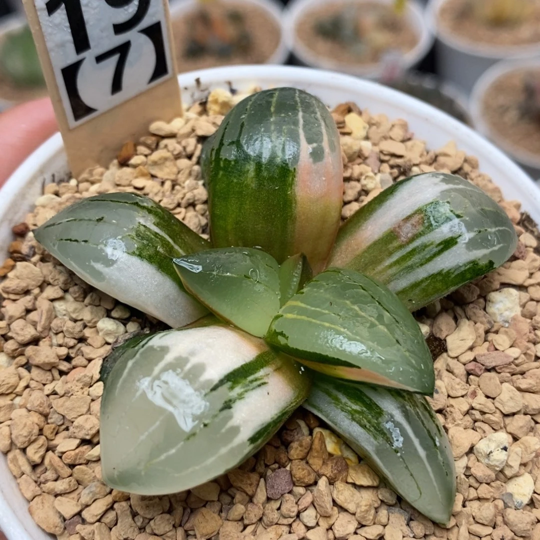 19阿房宫锦一物一拍