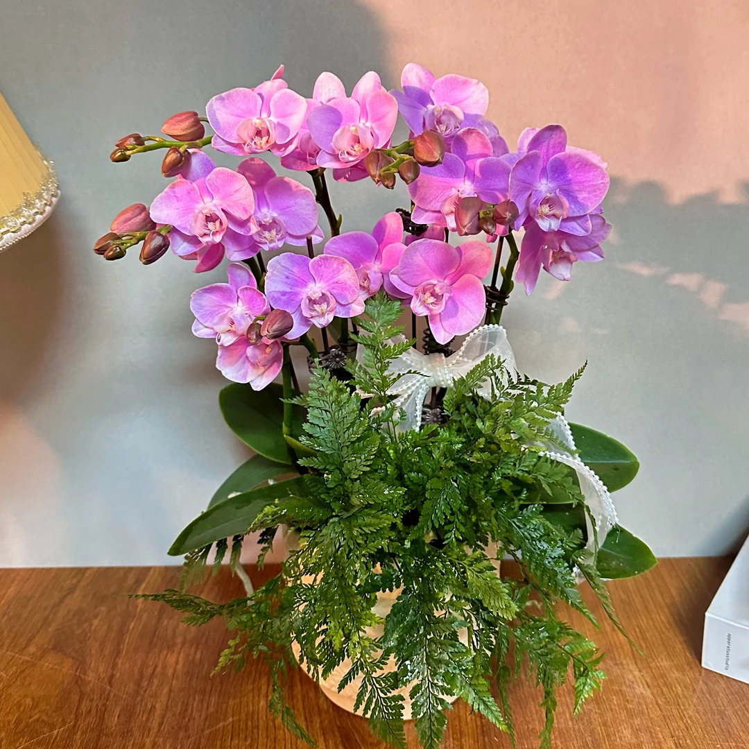 蝴蝶兰【爱丽丝】欧洲 粉色浪漫 轻奢组盆 鲜花室内 送礼高端花卉