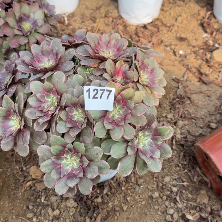 1274莲花清棚处理不包断枝