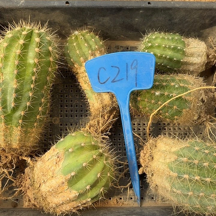 腊*C219,混色毛花6颗瑕疵无售后