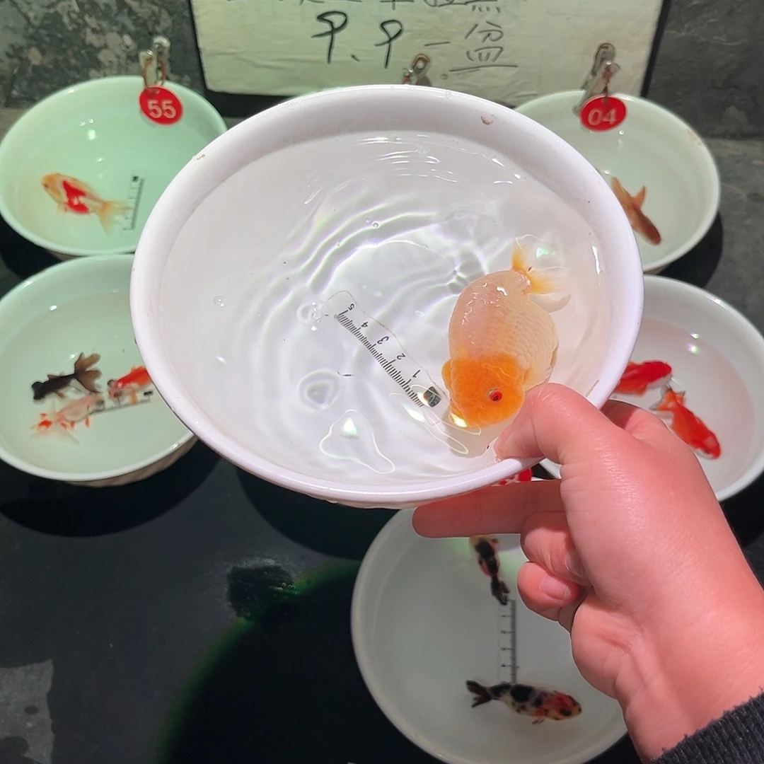 海水鱼玉兔蓝瘦275111