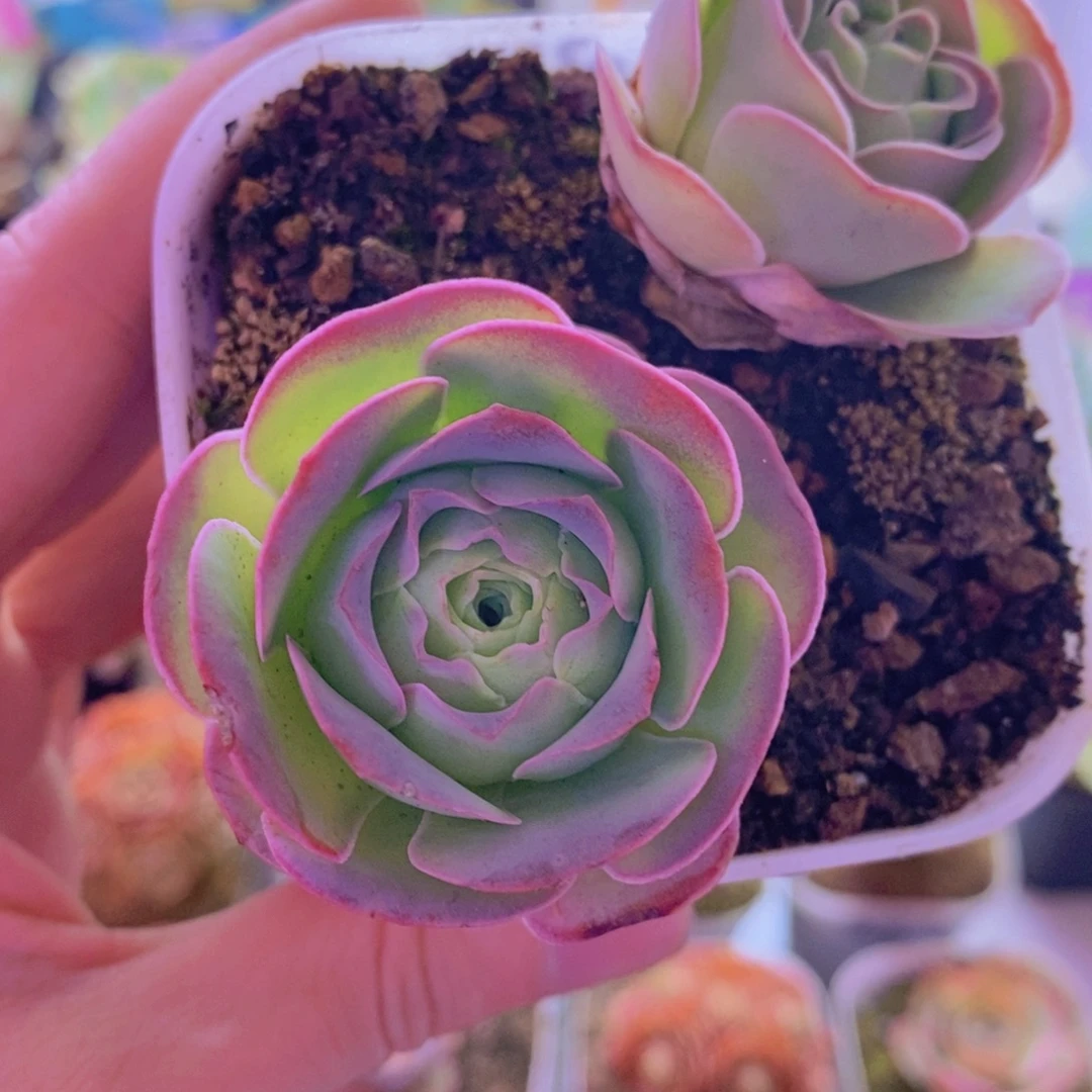 山地玫瑰一物一拍e072-352