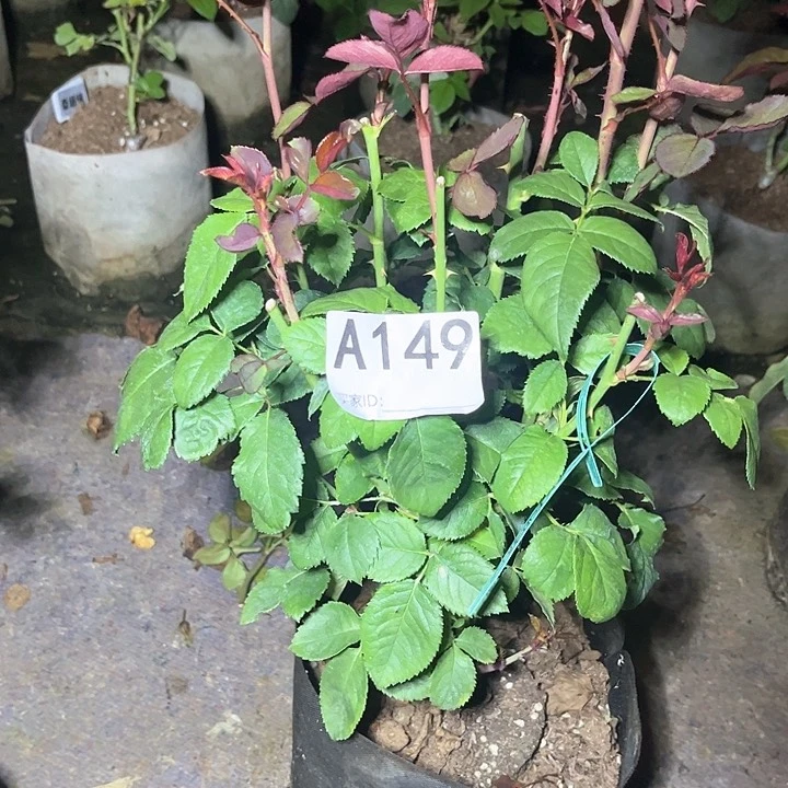 拥***子当前无花朵，栽培后可花朵花园精神149号