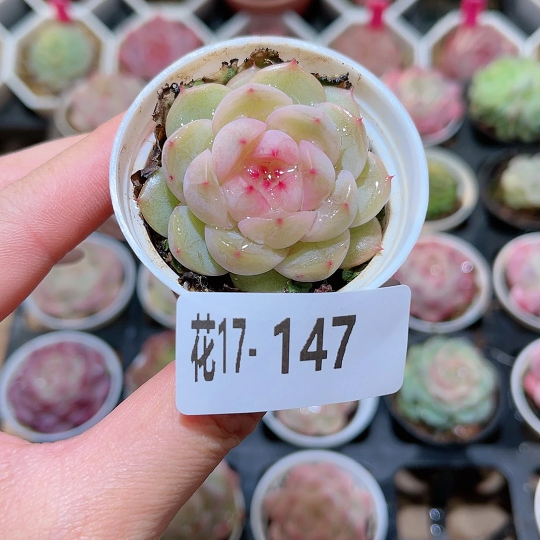 花利美17-147新品