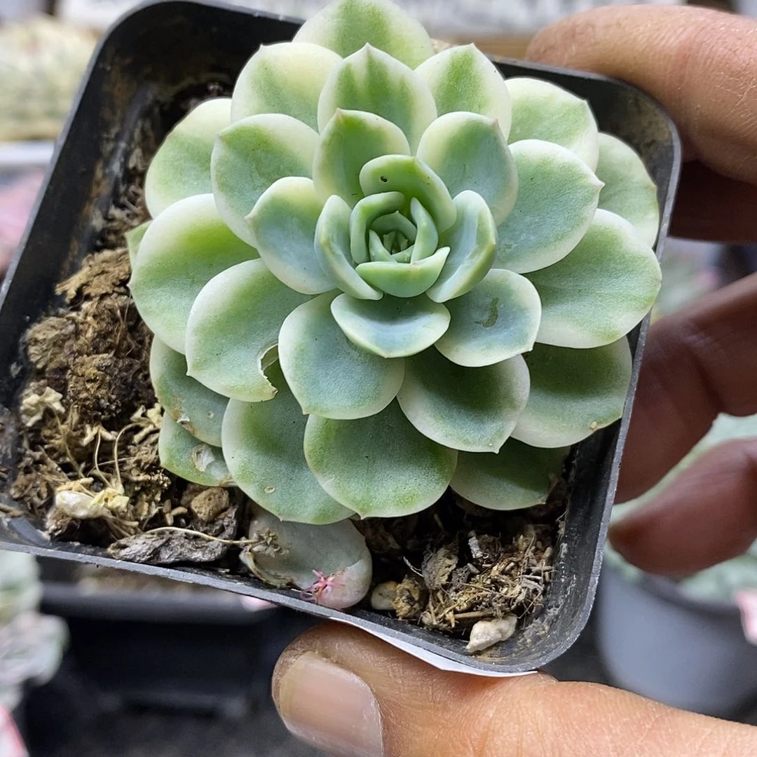 2683 哈密瓜覆轮锦