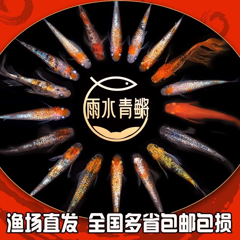 1直播一物一拍观背青鳉鱼淡水小型观赏鱼古法养鱼不加温不打氧