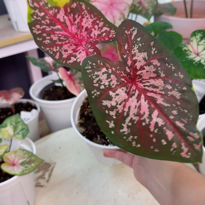 无花朵泰彩金矿Q4136