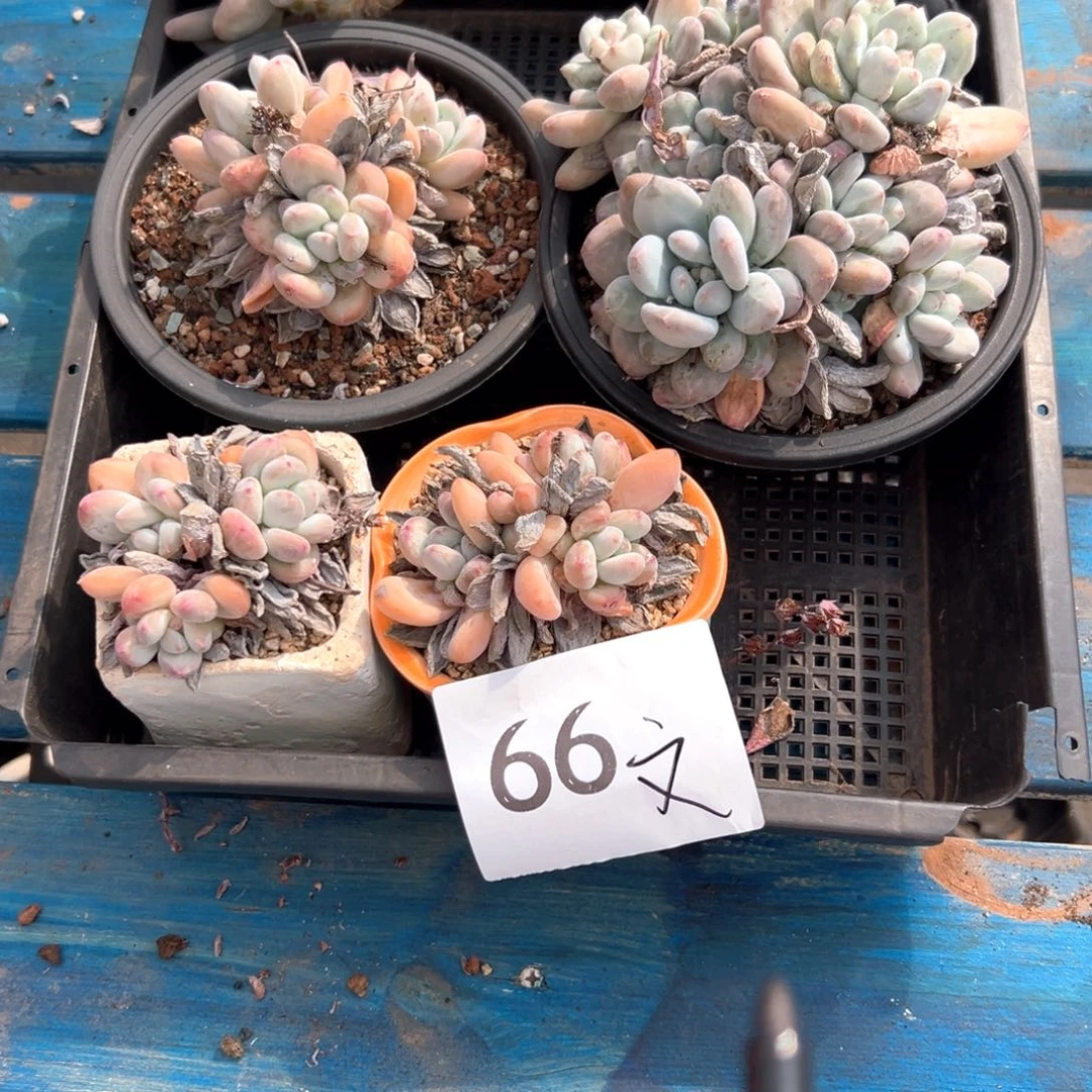 瑾*66-）淡雪昏昏沉沉好