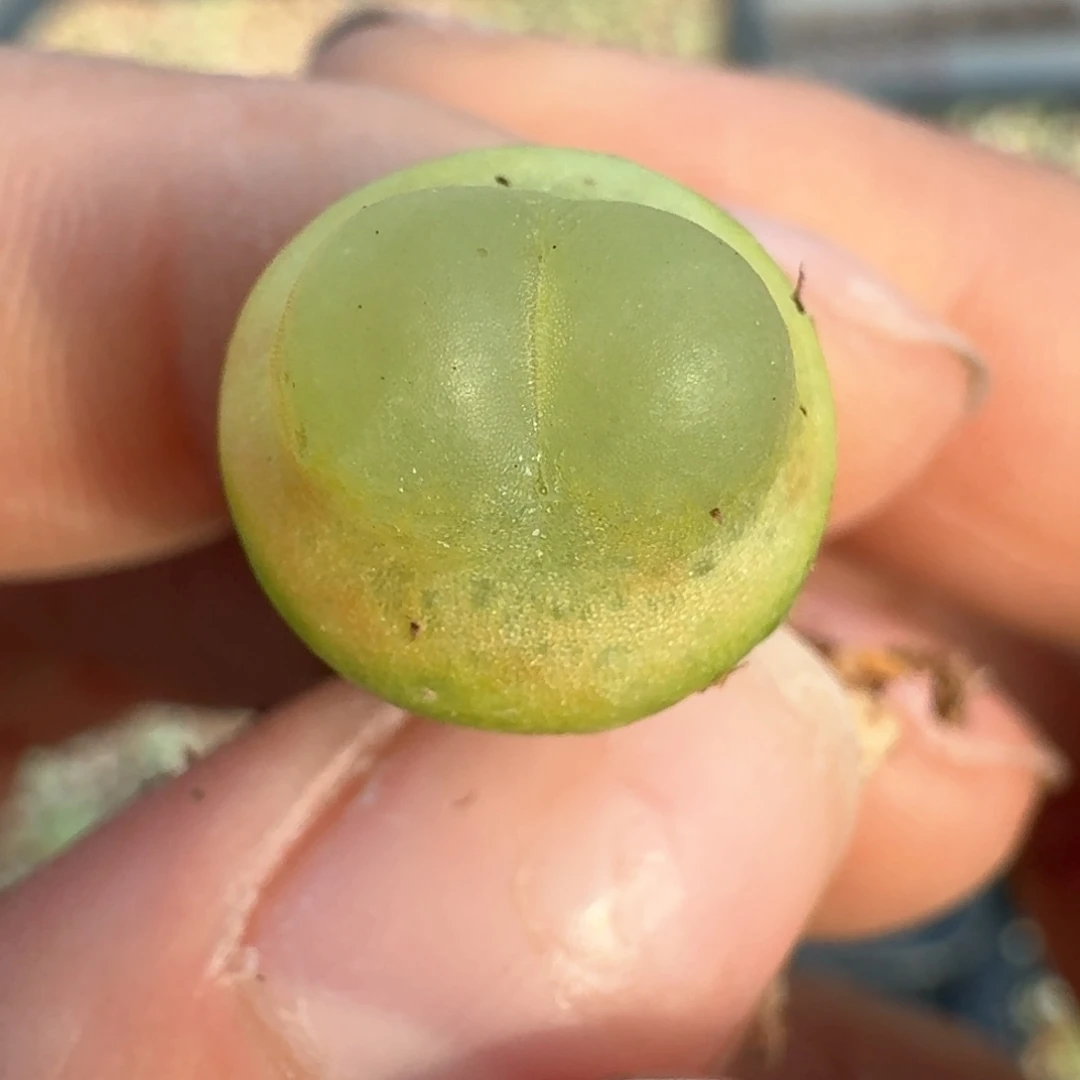 758拉拉尺寸1.3左右0000