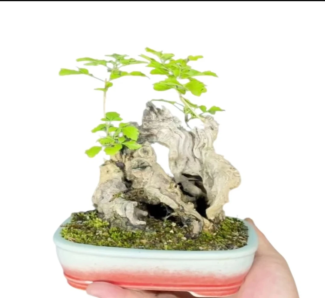 绿植盆栽太行山小叶黄荆盆景盆栽生桩易养活适合阳台庭院造型盆景